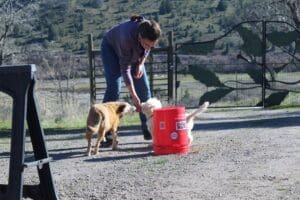 Dog enrichment, agility course: Ali helping Herbie and Steve get treat after cearing bucket