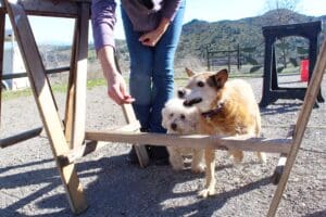 Dog enrichment, agility course: Herbie and Steve being coaxed over obstacle