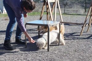 Dog enrichment, agility course: Herbie and Steve passing under table together