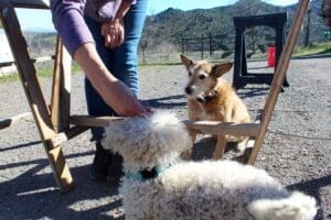 Dog enrichment, agility course: Herbie trying to follow instructions for getting over obstacle