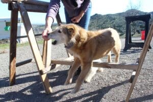 Dog enrichment, agility course: Herbie lunging over obstacle for treat