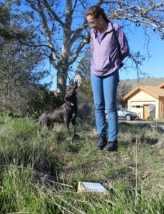 Dog enrichment,Treasure Hunt: Ali and Lucy near box 4