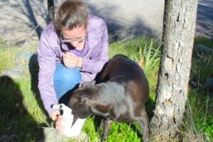 Dog enrichment,Treasure Hunt: Lucy enjoys box 3 contents