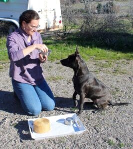Dog enrichment, Memory Game: Lucy watching Ali put treat into cup