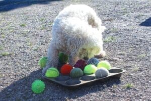 Dog enrichment, Muffin Tin Puzzle: Steve enjoying muffin tin puzzle