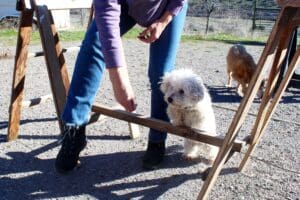 Dog enrichment, agility course: Steve leaping over obstacle