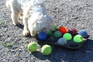 Dog enrichment, Muffin Tin Puzzle: Steve usin nose muffin tin puzzle