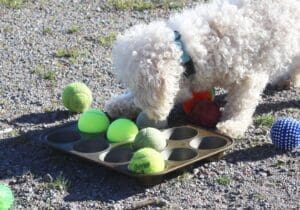 Dog enrichment, Muffin Tin Puzzle: Steve using paw and nose muffin tin puzzle