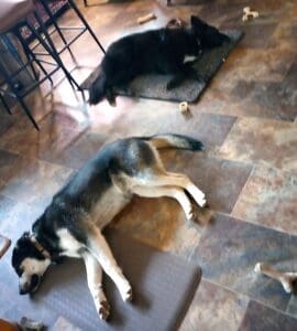 Foster dogs, Guppy and Sachi taking a communal nap