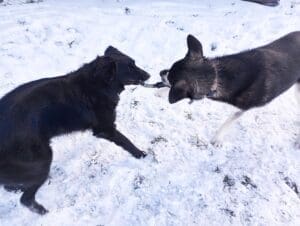 Foster dogs,Guppy playing in yard with housemate Sachi