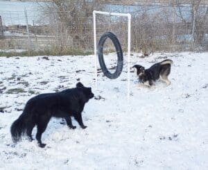 Foster dogs,Guppy playing in yard with housemate Sachi