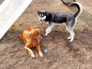 Foster dogs, Guppy playing with golden retriever