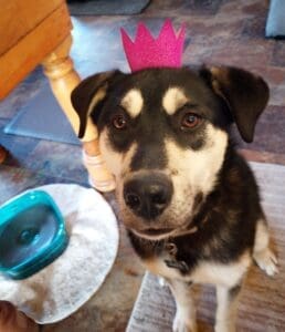 Foster dog, Guppy with paper crown on his head