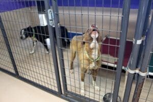 Reactive dog_dog barking in kennel