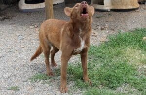 Reactive dog_dog reacting to photo being taken over the fence