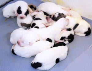 Unwanted puppies, 11 sleeping Pyrenees newborns