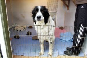 Unwanted puppies_Rein, black and white Pyrenees mom in whelping shed