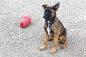 Unwanted puppies, Malinois shep mix pup next to red kong