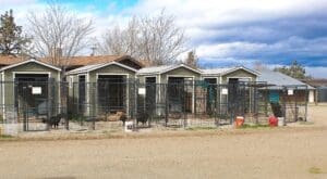 Whelping sheds at Rescue Ranch Sanctuary in Big Springs