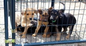 Unwanted puppies, young shep mix puppies gathred at fencing