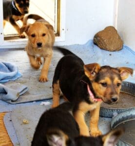 Unwanted puppies, young shep mix puppies in whelping shed