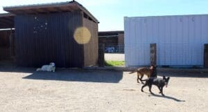 Pyrenees Dogs, Pita watching over her charges in play yard at Rescue Ranch Sanctuary in Big Springs