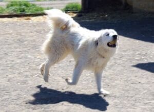 Pyrenees Nanny Pita in playing Fetch in Rescue Ranch Sanctuary in Big Springs play yard