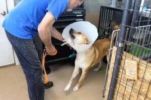 Dog shot, Red Red greeting Rick out of crate