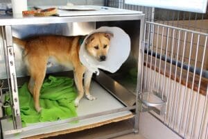 Injured RedRed in medical crate at Rescue Ranch Adoption Center