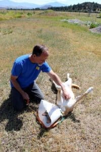 Dog shot, Red Red on his back getting belly rub from Rick