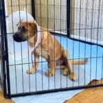 injured puppy_Cone head Olivia sitting in ex-pen