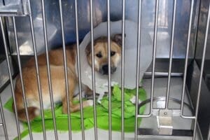 Dog shot, Red Red in closed crate