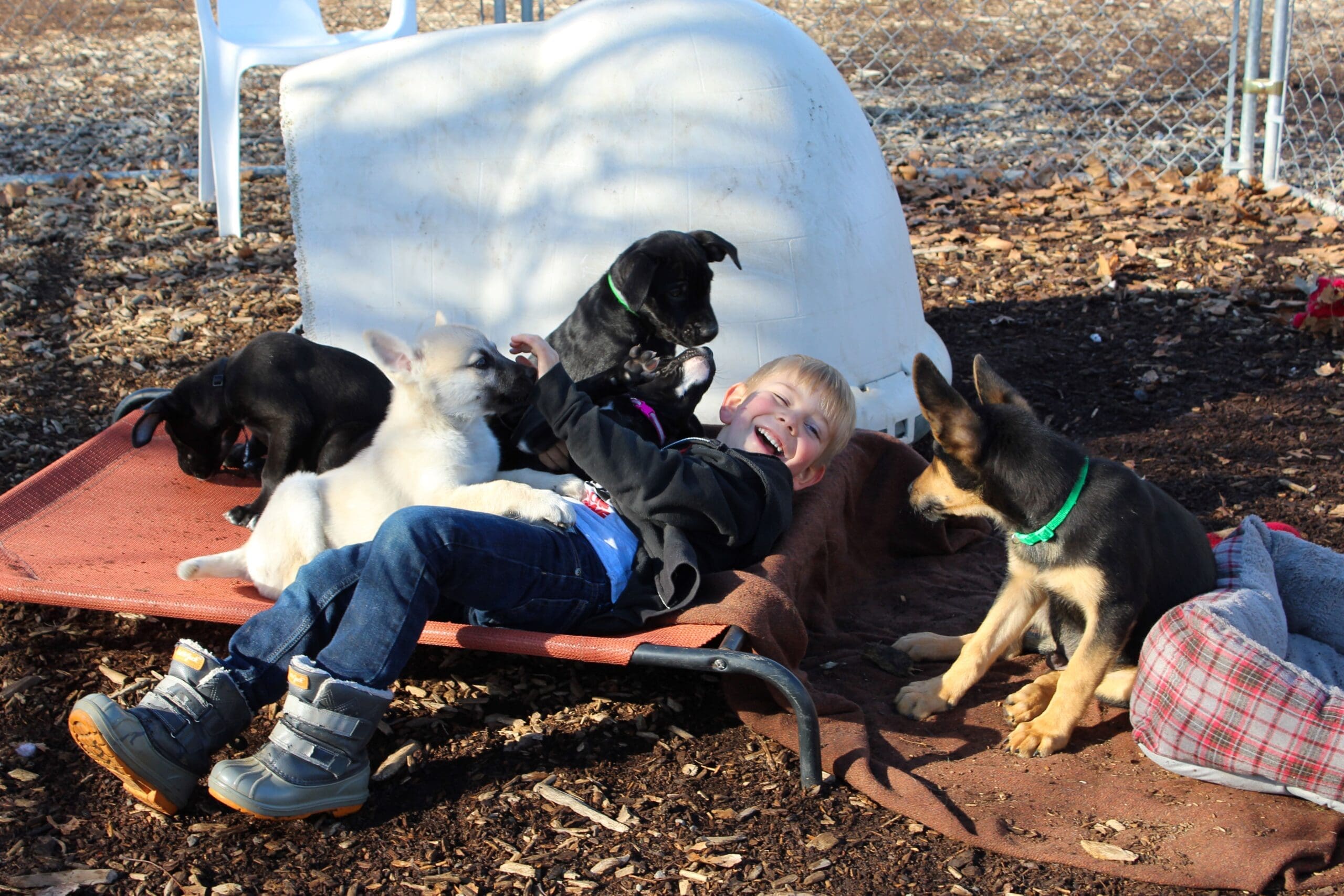 Young boy playing with puppies at Rescue Ranch Adoption Center