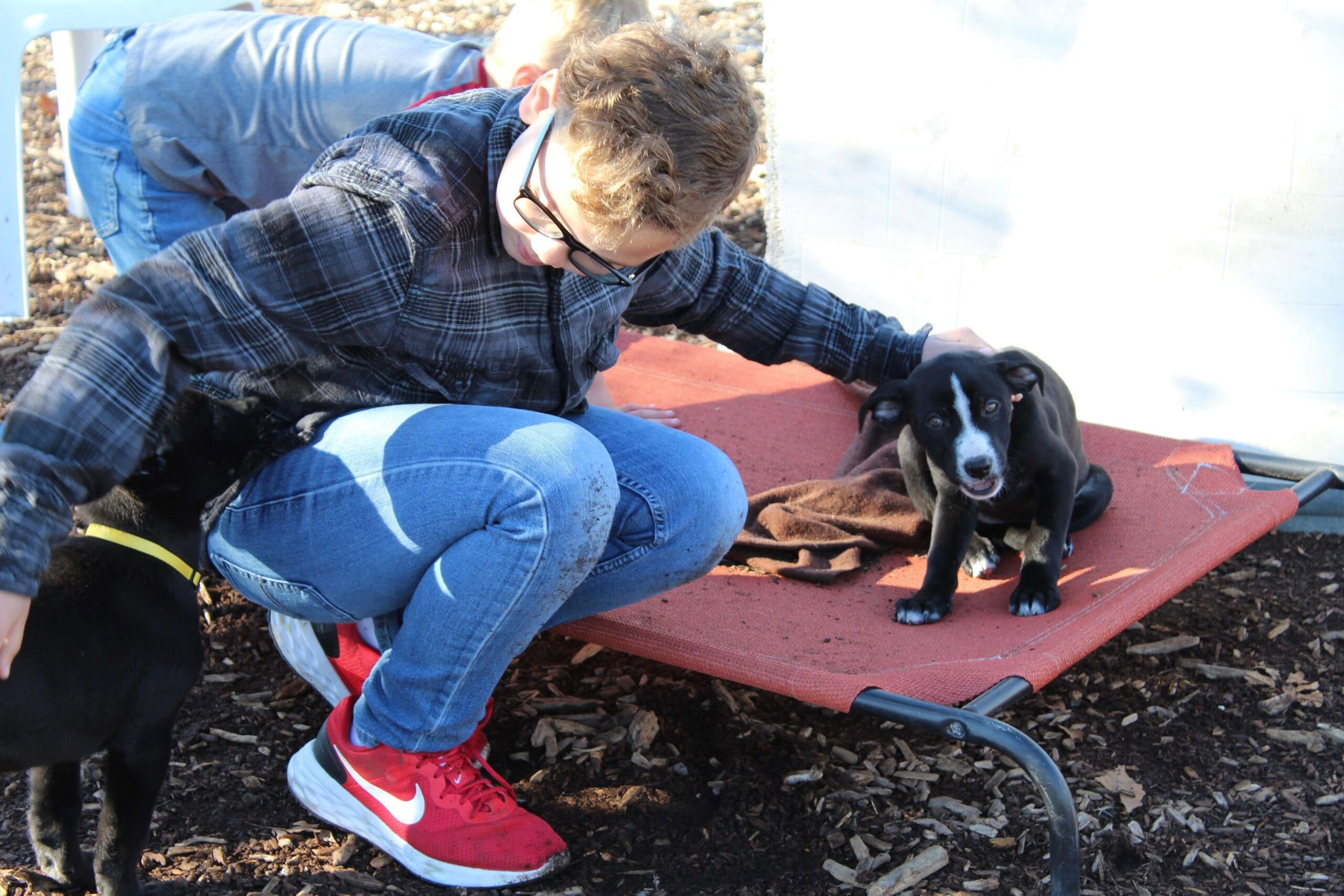 Young boy playing with puppies at Rescue Ranch Adoption Center