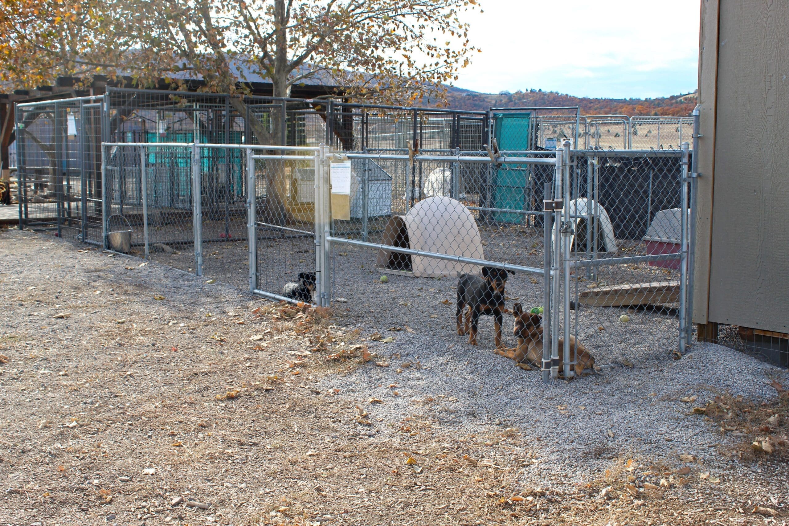 Rescue Ranch Adoption Center, puppy holding enclosures near the "Puppy Palace"