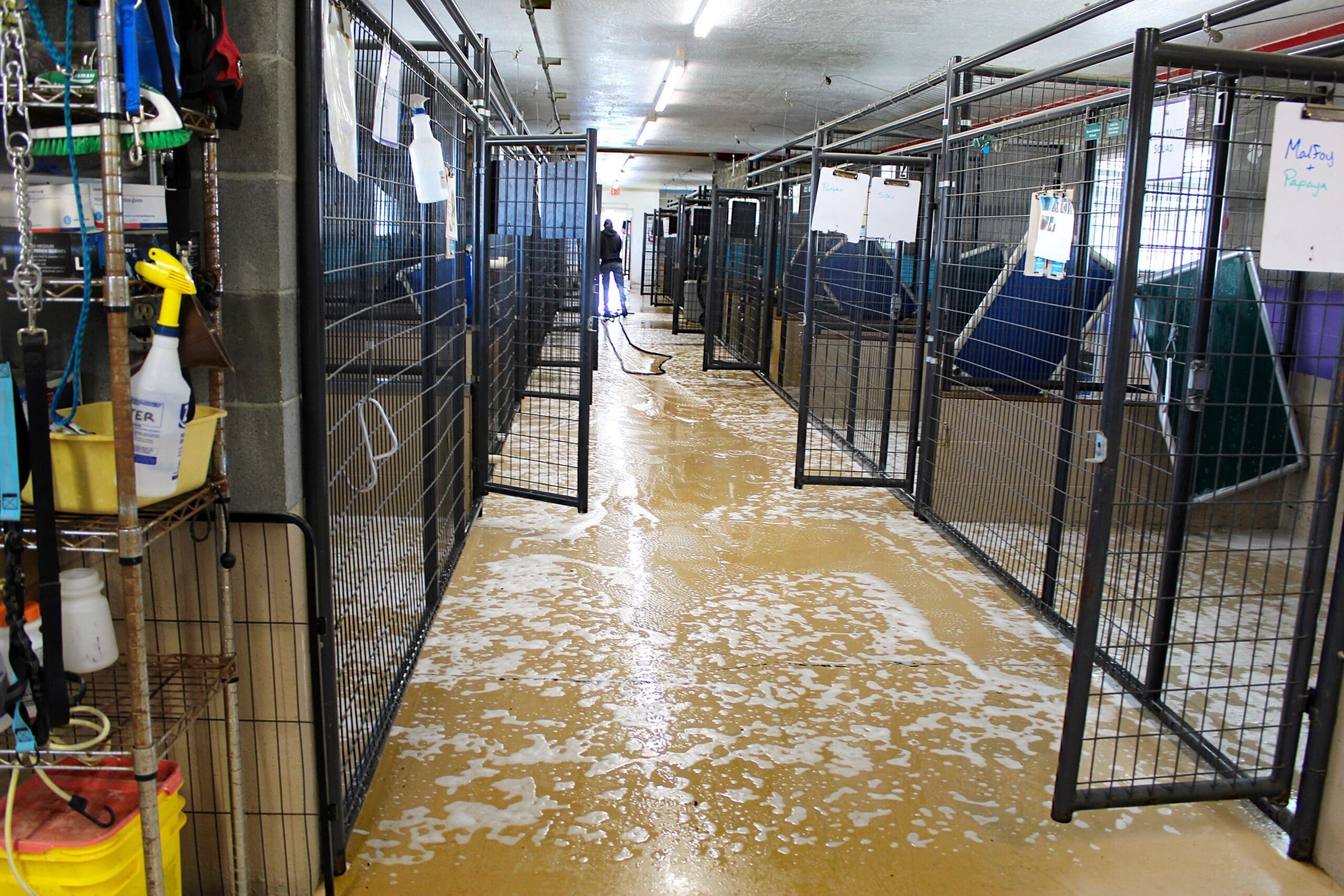 Rescue Ranch Adoption Center Indoor kennels morning cleaning, soapy floors