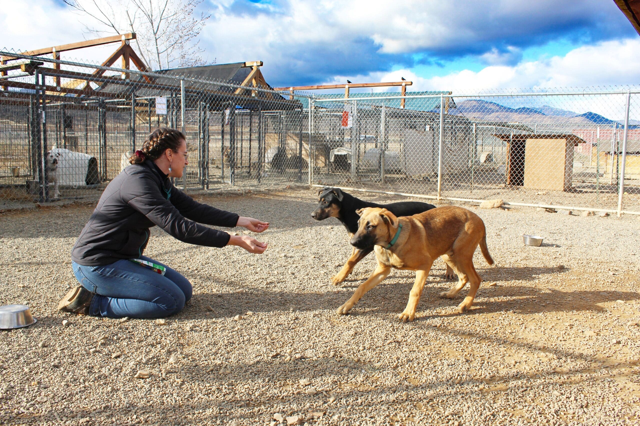 Staff member interacting with puppies in dog yard at Adoption Center