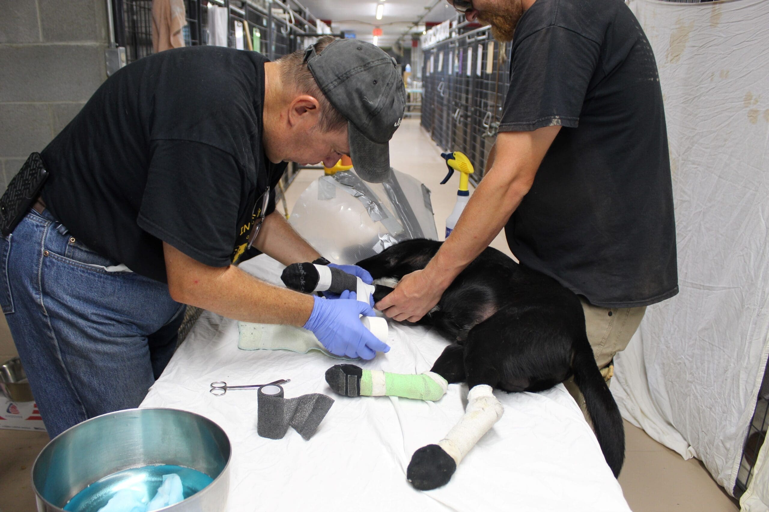 Volunteer and staff changing bandages on burn dog at Rescue Ranch Adoption Center