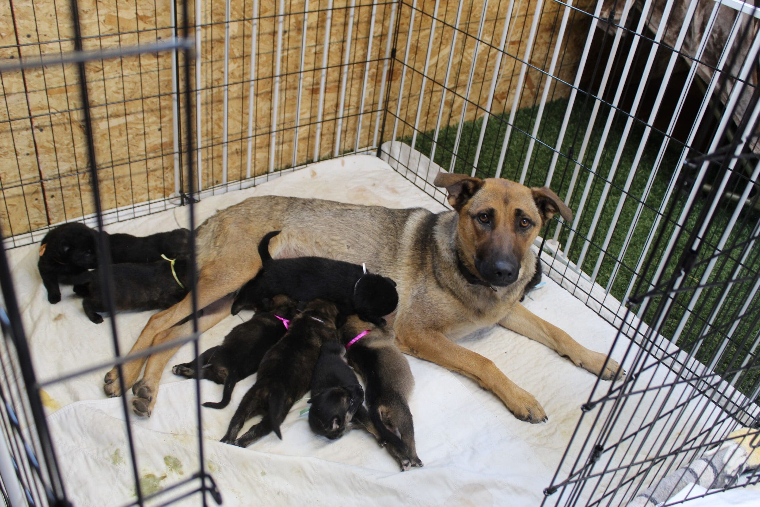 Fire dog momma and her litter