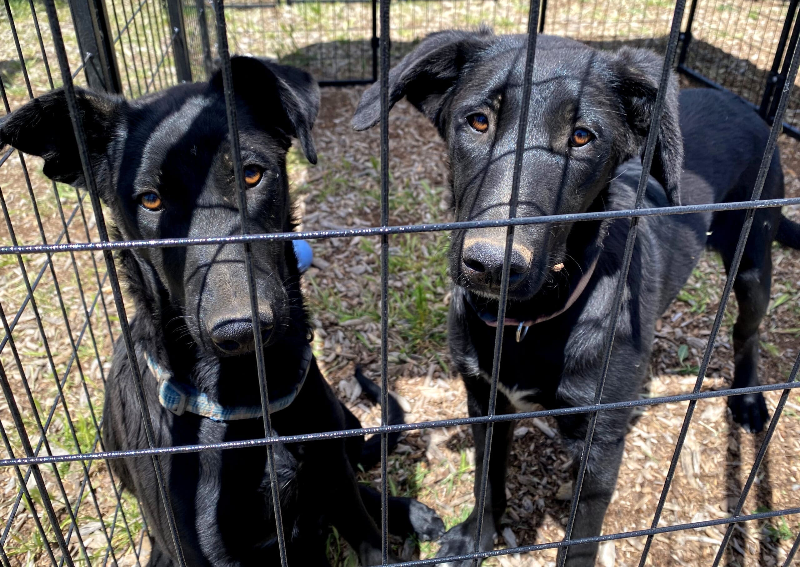 2 black puppies in temproray outdoor holding kennels