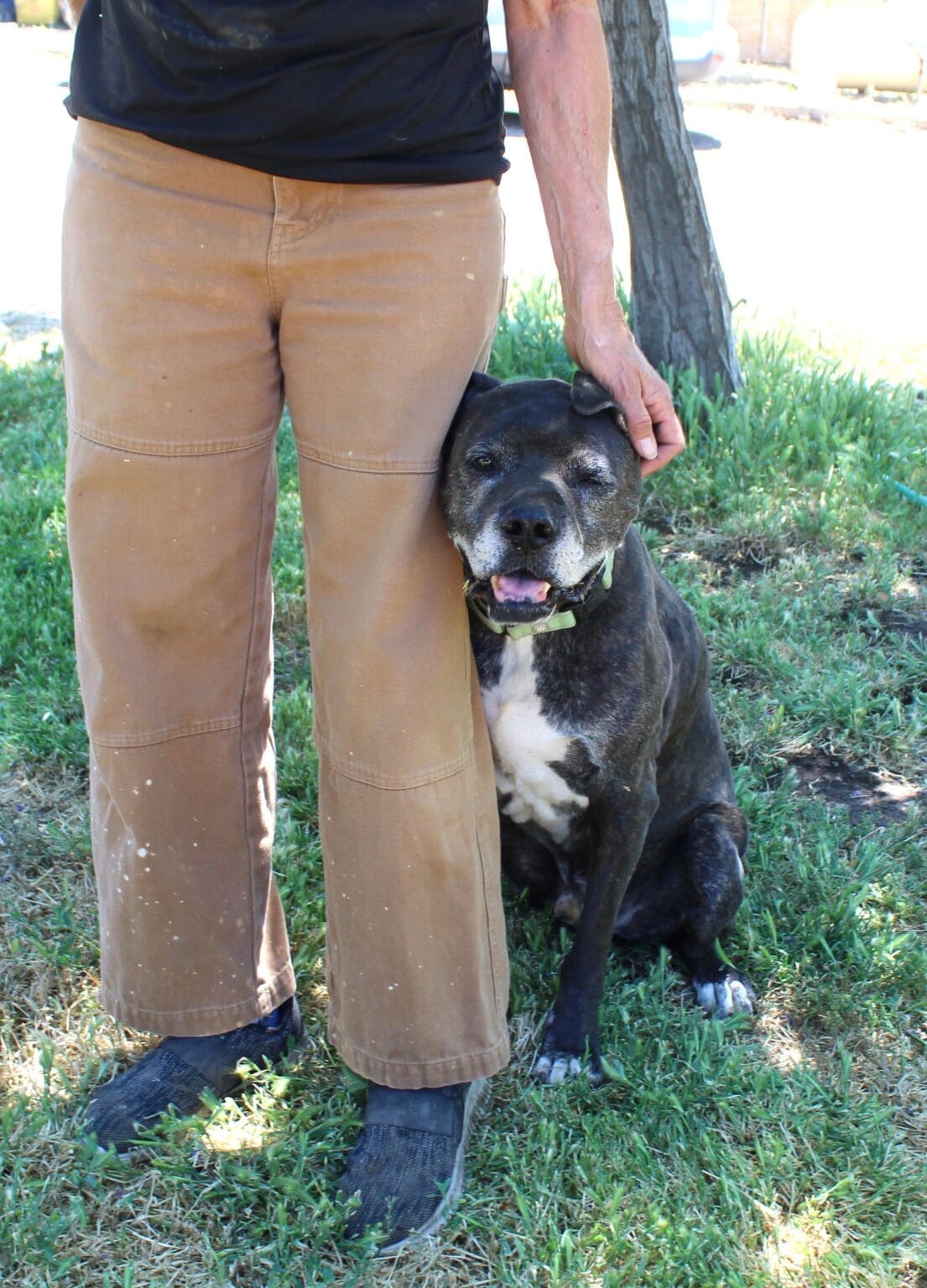 Senior Dog  Rusty Leaning Against Laura - Rescue Ranch Inc.