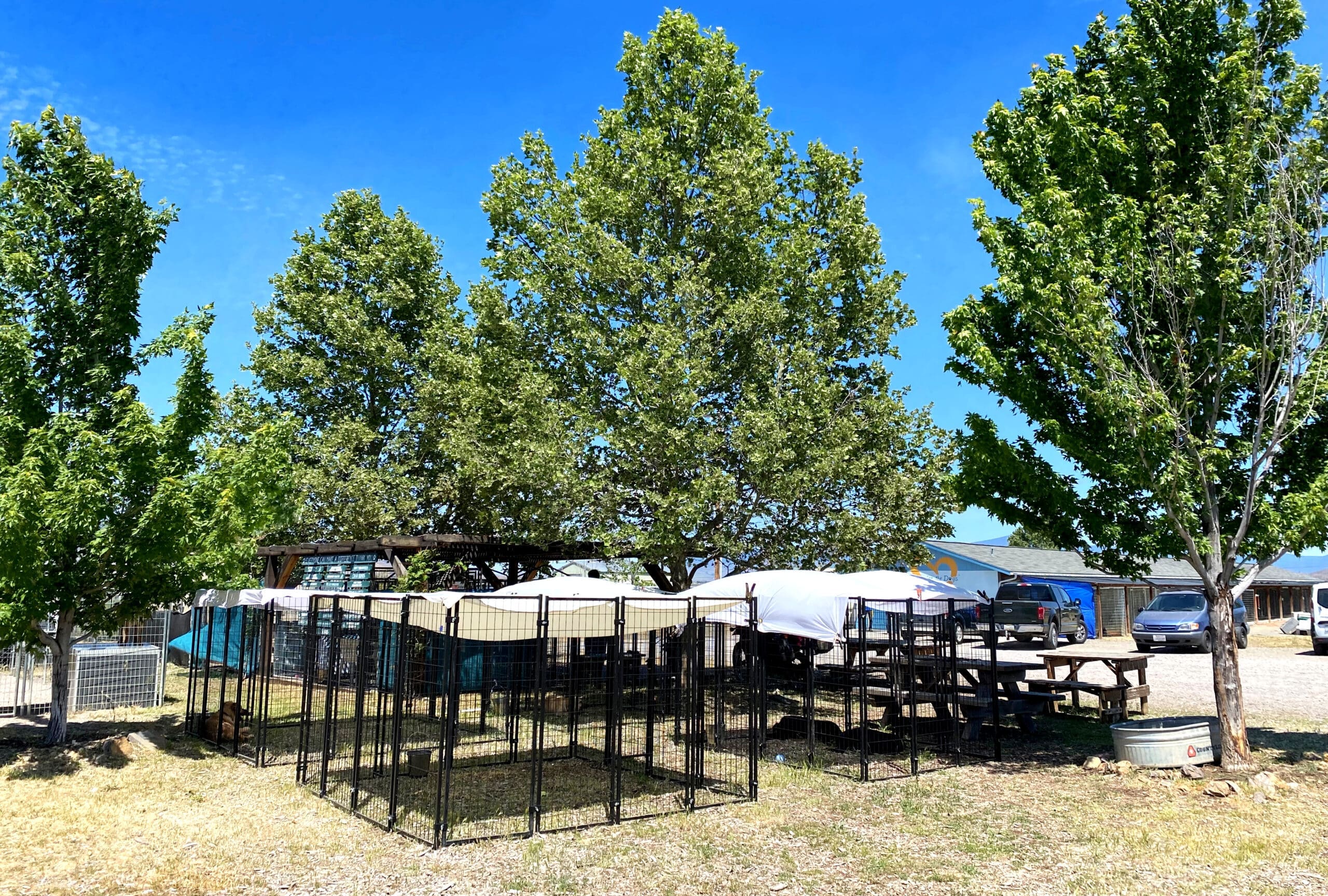 Temporary outdoor puppy kennels at Ranch Adoption Center