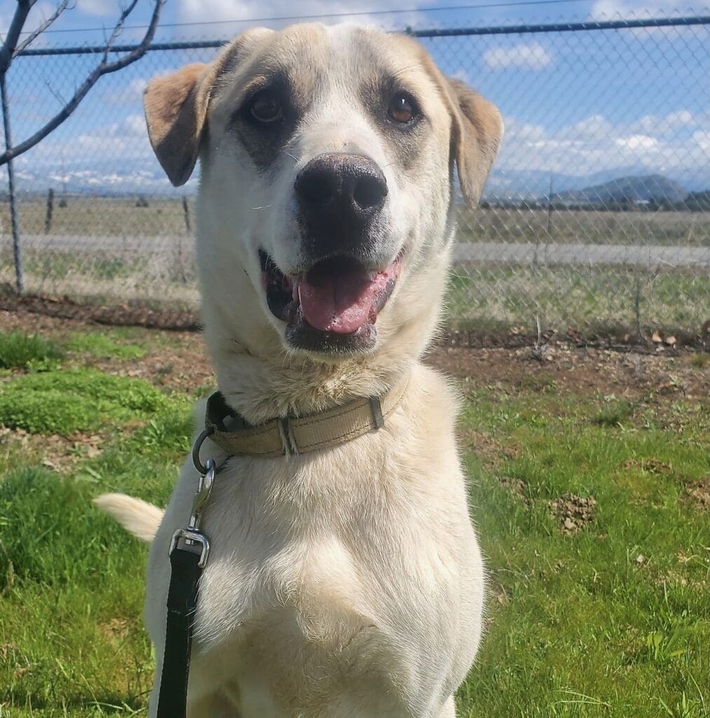 Jasper_portait_closeup