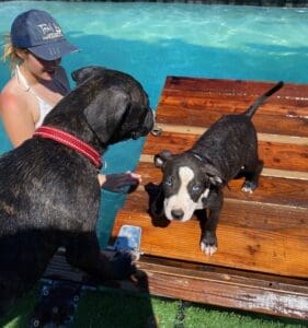 Puppy pool party_Blue eyed bw pittie puppy on dock