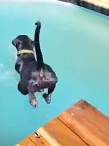 Puppy pool party, Courage lunging after ball in pool