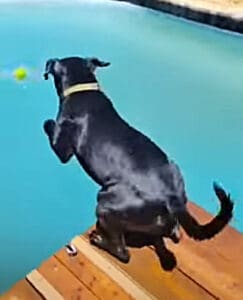 Puppy pool party, Courage spotting ball in pool