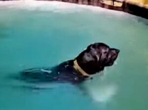 Puppy pool party, Courage swimming pool