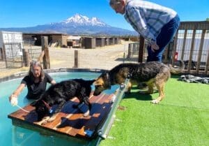 Laura in pool coaxing adult dogs back into the water