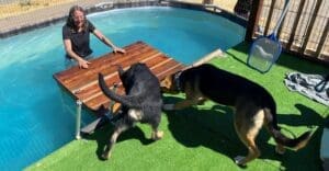 Laura in pool coaxing adut dogs to the water