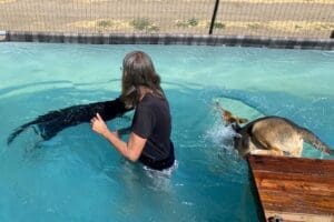 Laura with adult dogs enjoying the water